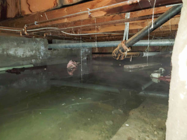 Best Ceiling water damage repair  in Dade City North, FL