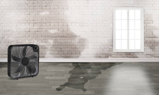 Best Water damage restoration near me  in Dade City North, FL